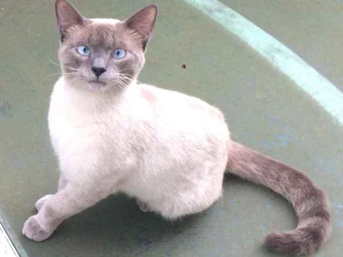 Gato ra a Sialata idade 2 anos nome Luc