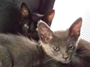 Gato raça SRD idade Abaixo de 2 meses nome Pretinha e Cinzinha