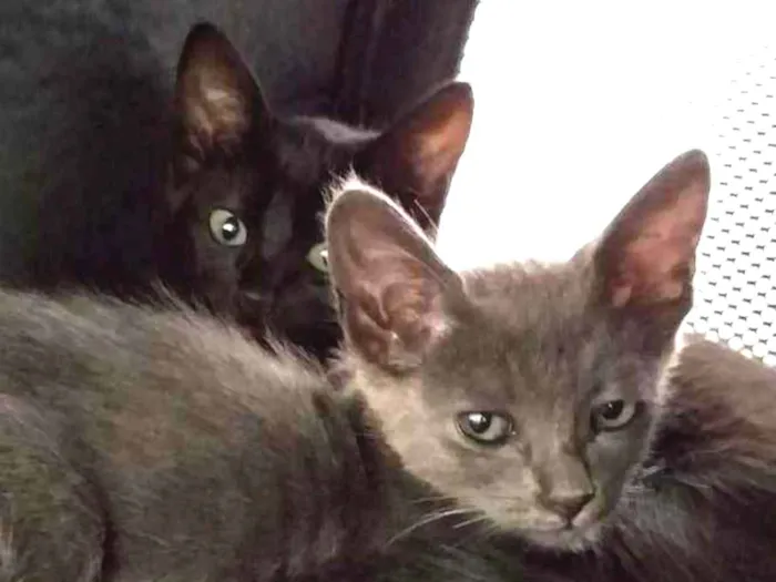 Gato raça SRD idade Abaixo de 2 meses nome Pretinha e Cinzinha