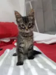 Tigradinha 