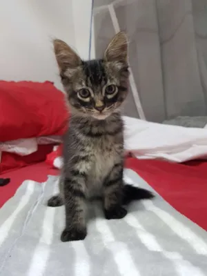 Gato raça Srd idade Abaixo de 2 meses nome Tigradinha 