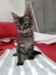 Tigradinha 