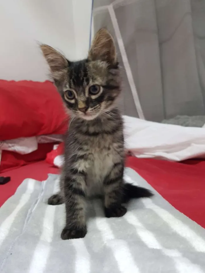 Gato ra a Srd idade Abaixo de 2 meses nome Tigradinha 