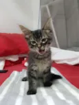 Tigradinha 