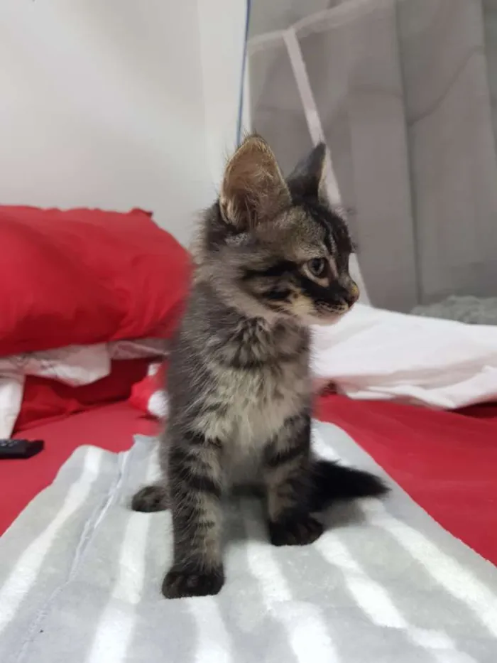 Gato ra a Srd idade Abaixo de 2 meses nome Tigradinha 