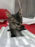 Tigradinha 