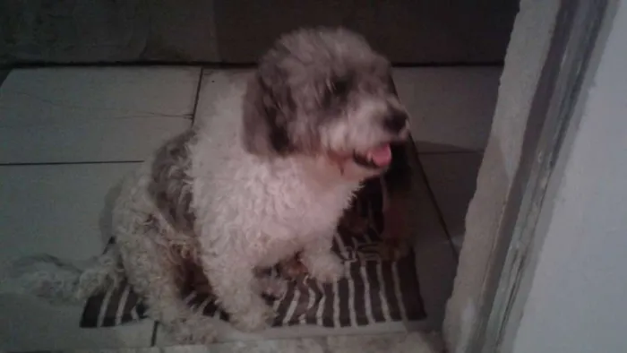 Cachorro ra a PolDo porte médio  idade 6 ou mais anos nome Picthuka