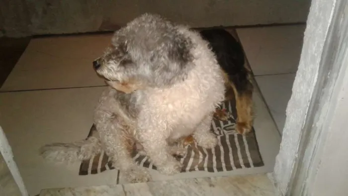 Cachorro ra a PolDo porte médio  idade 6 ou mais anos nome Picthuka