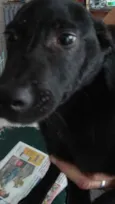 Pug
