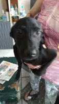 Pug