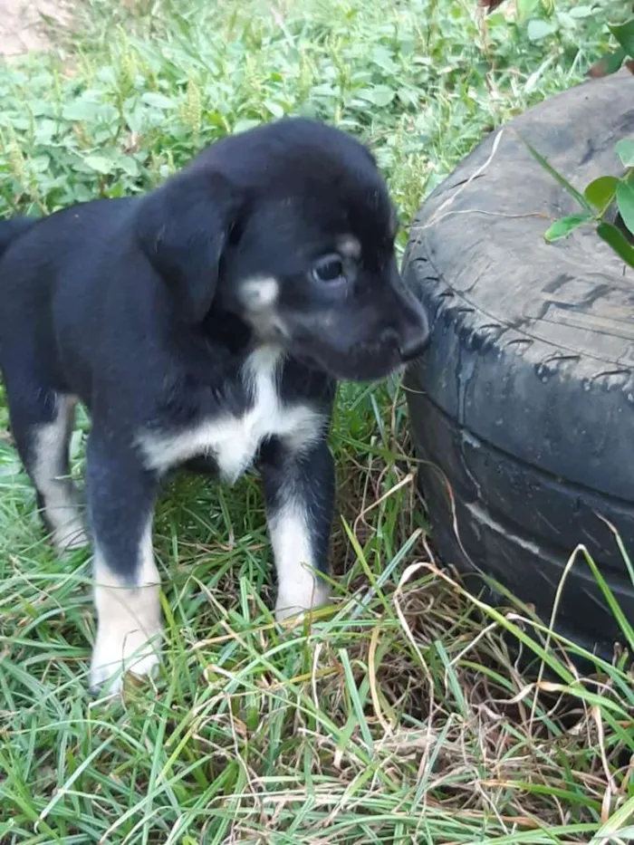 Cachorro raça SRD idade 2 a 6 meses nome A definir