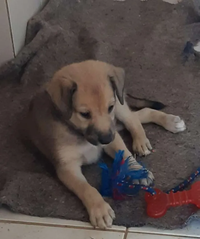 Cachorro raça SRD idade 2 a 6 meses nome A definir