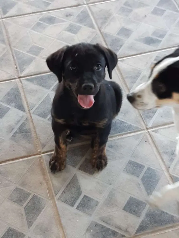 Cachorro raça SRD idade 2 a 6 meses nome A definir