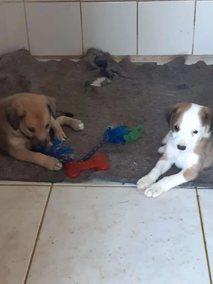 Cachorro raça SRD idade 2 a 6 meses nome A definir