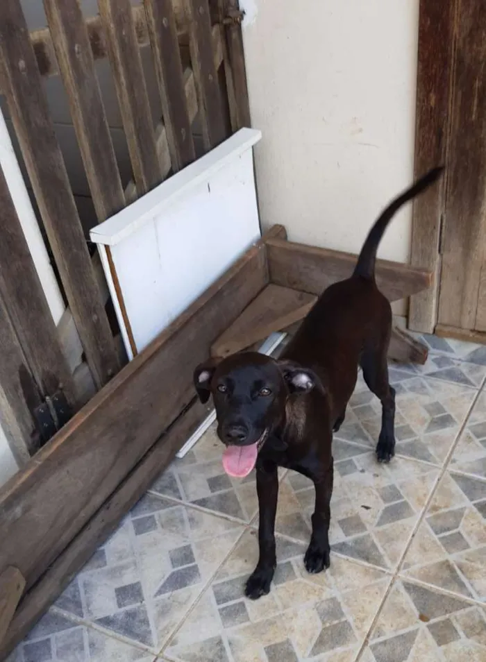 Cachorro raça SRD idade 2 a 6 meses nome A definir