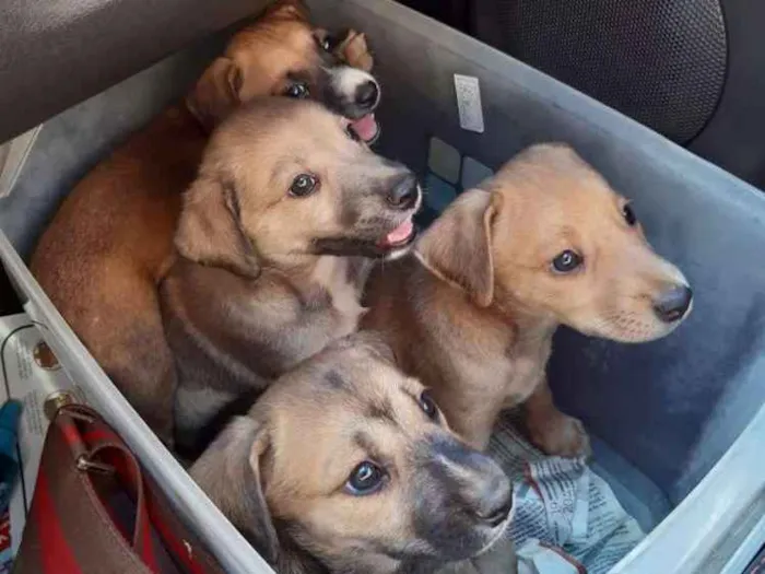 Cachorro raça SRD idade 2 a 6 meses nome A definir