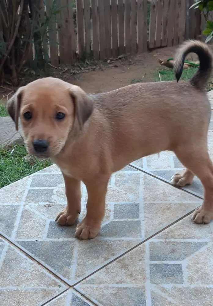 Cachorro raça SRD idade 2 a 6 meses nome A definir