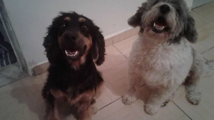 Cachorro ra a Mistura de Coquer  com rothiva idade 4 anos nome Linda 