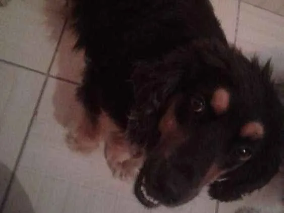 Cachorro ra a Mistura de Coquer  com rothiva idade 4 anos nome Linda 