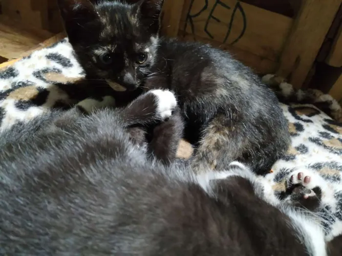 Gato ra a Indefinida idade Abaixo de 2 meses nome Filhotinho de 2 mese