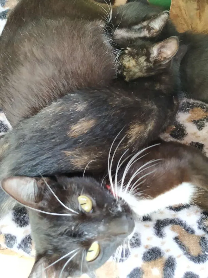 Gato ra a Indefinida idade Abaixo de 2 meses nome Filhotinho de 2 mese