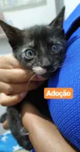 Filhotinho de 2 mese