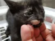 Filhotinho de 2 mese