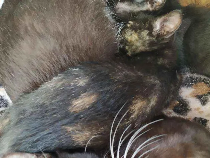 Gato ra a Indefinida idade Abaixo de 2 meses nome Filhotinho de 2 mese