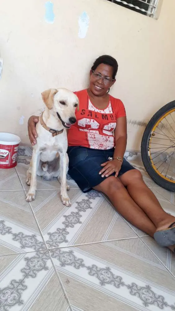 Cachorro ra a SRD idade 2 a 6 meses nome Foi batizado "PIPOCA