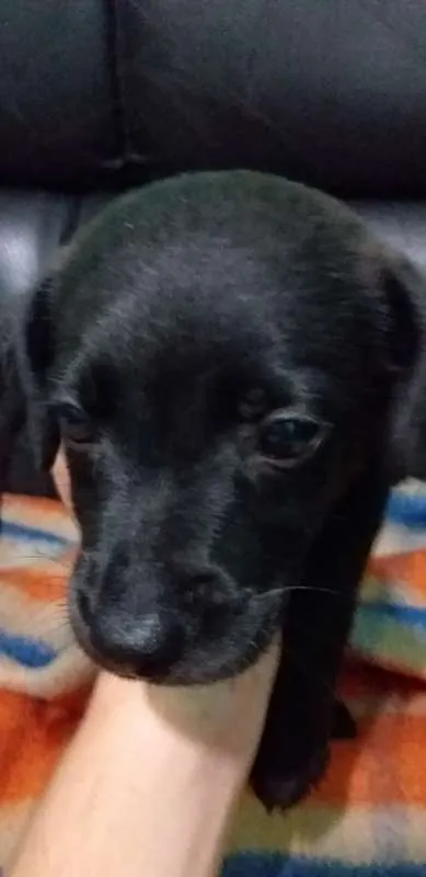 Cachorro raça vira-lata idade Abaixo de 2 meses nome Bob 