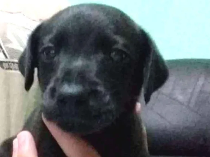 Cachorro raça vira-lata idade Abaixo de 2 meses nome Bob 