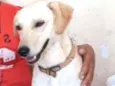 Foi batizado "PIPOCA