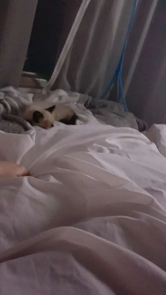 Gato raça Srd idade Abaixo de 2 meses nome Siamesa