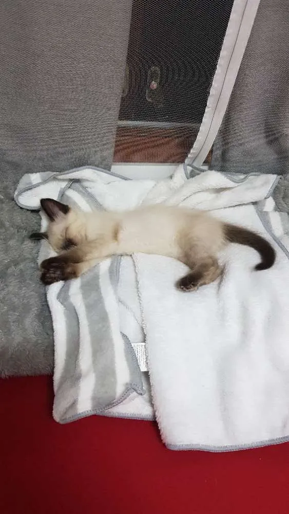 Gato raça Srd idade Abaixo de 2 meses nome Siamesa