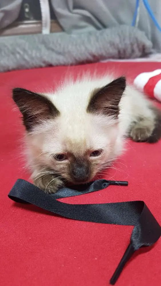 Gato raça Srd idade Abaixo de 2 meses nome Siamesa