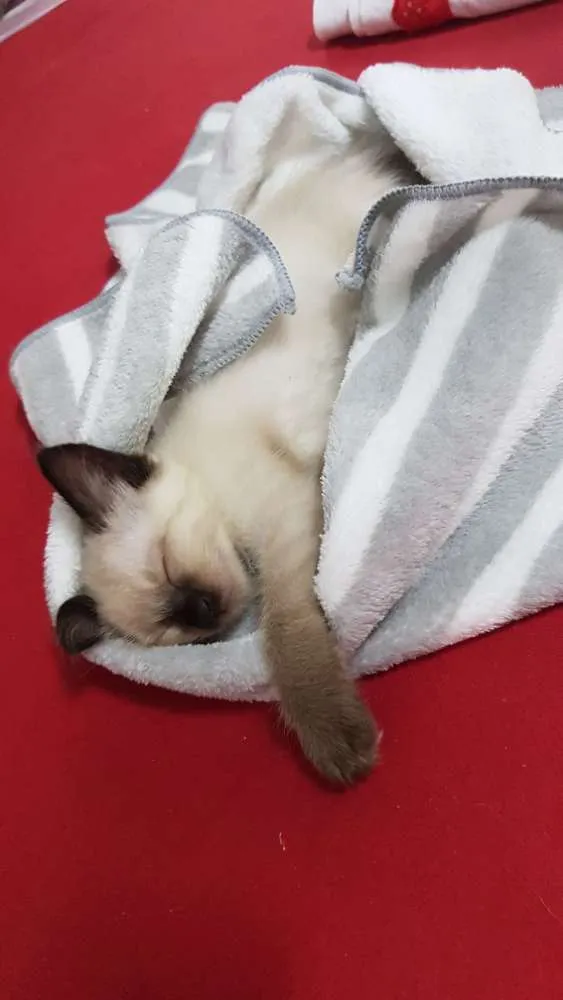 Gato raça Srd idade Abaixo de 2 meses nome Siamesa