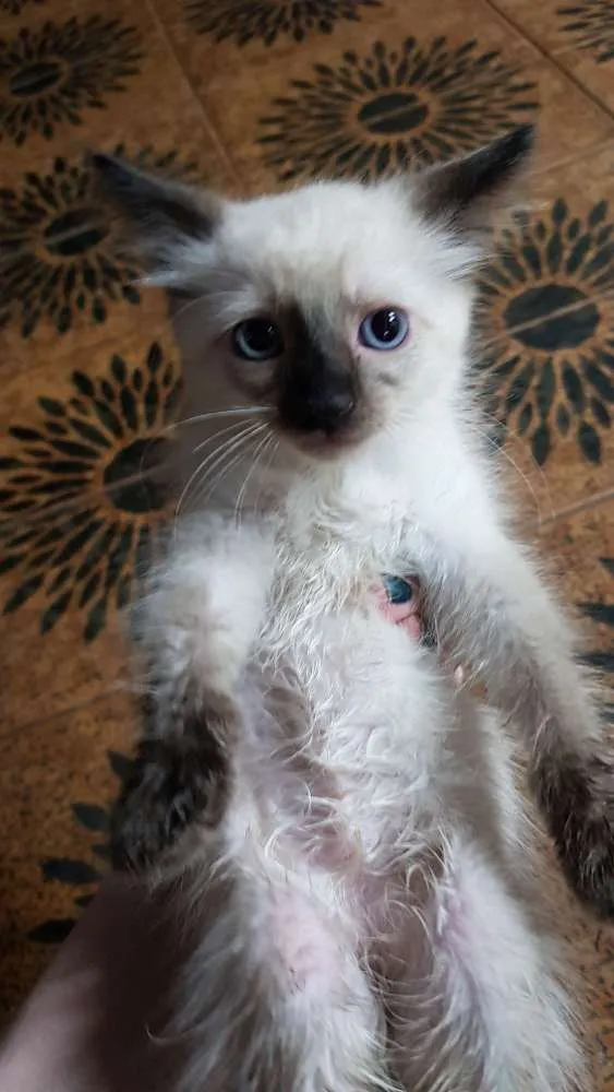 Gato raça Srd idade Abaixo de 2 meses nome Siamesa