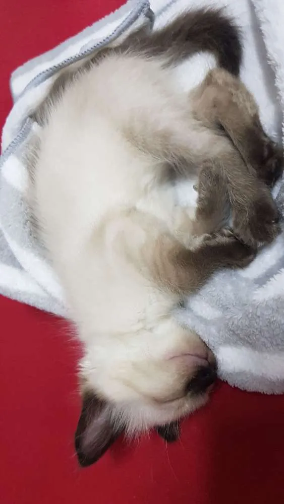 Gato raça Srd idade Abaixo de 2 meses nome Siamesa