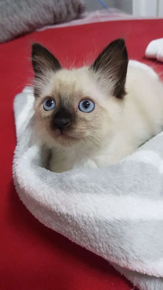 Gato raça Srd idade Abaixo de 2 meses nome Siamesa