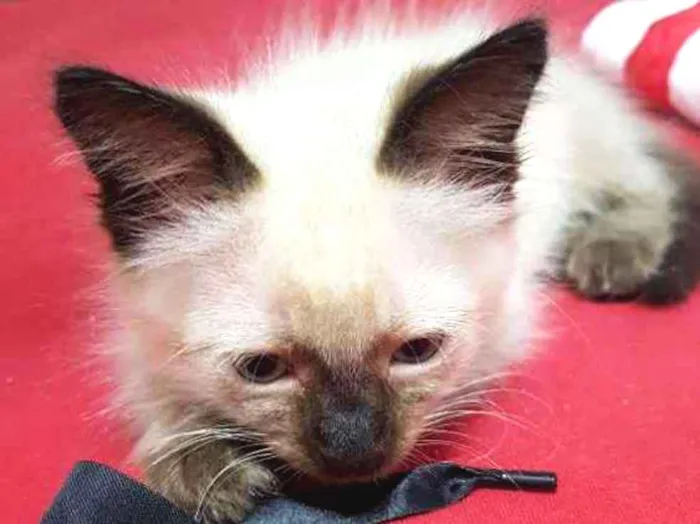 Gato raça Srd idade Abaixo de 2 meses nome Siamesa