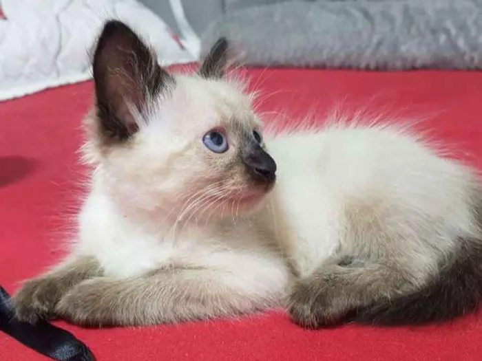 Gato raça Srd idade Abaixo de 2 meses nome Siamesa