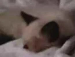 Gato raça Srd idade Abaixo de 2 meses nome Siamesa