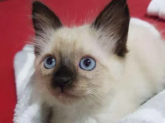 Gato raça Srd idade Abaixo de 2 meses nome Siamesa