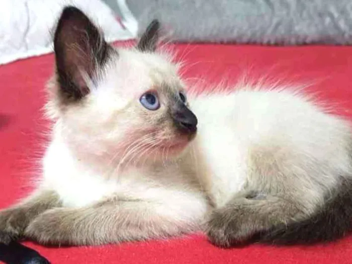 Gato raça Srd idade Abaixo de 2 meses nome Siamesa