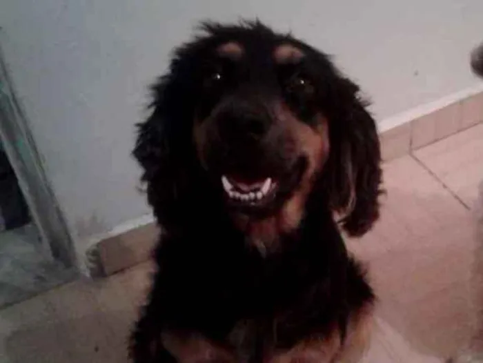Cachorro ra a Mistura de Coquer  com rothiva idade 4 anos nome Linda 