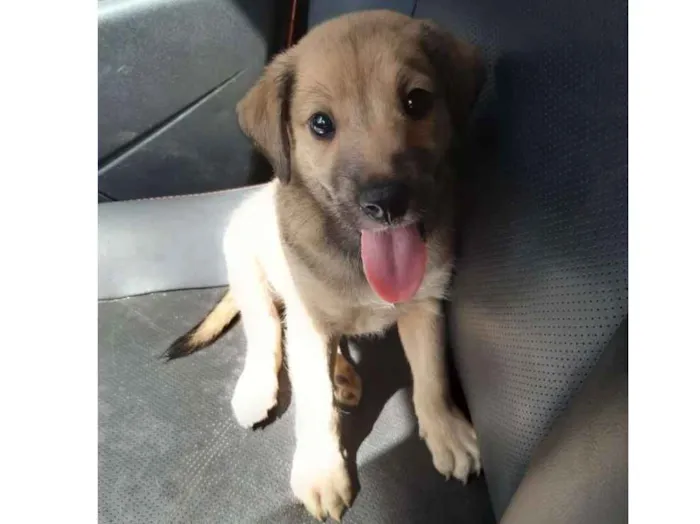 Cachorro raça SRD idade 2 a 6 meses nome A definir