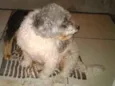 Picthuka