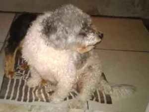 Cachorro raça PolDo porte médio  idade 6 ou mais anos nome Picthuka