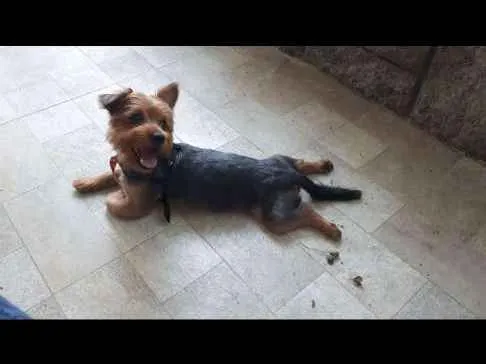 Cachorro ra a Yorkshare idade 1 ano nome Trova