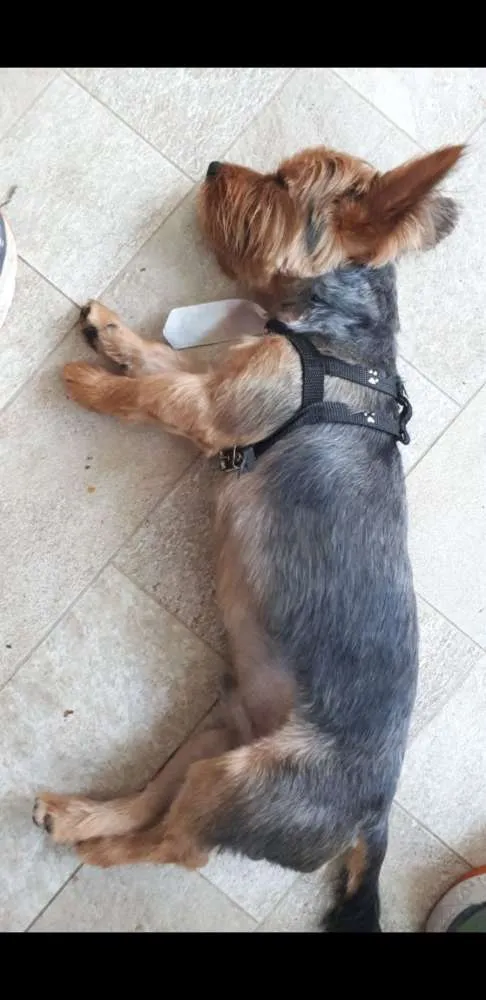Cachorro ra a Yorkshare idade 1 ano nome Trova